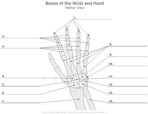 Wrist And Hand Palmar View Diagram Quizlet