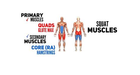 Front Squat Vs Back Squat How Do They Differ Symmetry