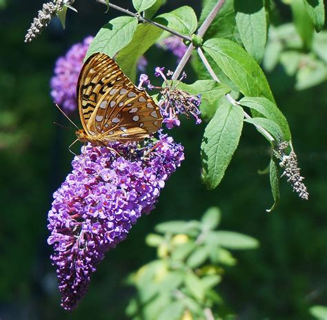 Butterfly Bush How To Plant Grow And Care For Buddleia The Old