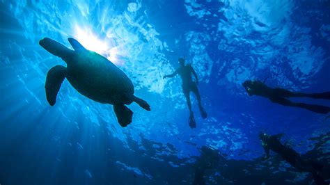Turtle Canyons Snorkel Excursion Hanauma Bay Dive Tours Reservations
