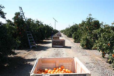 California Citrus Industry Pegs Freeze Damage At 441 Million Growing