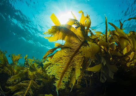 Multi Billion Dollar Kelp Forests Ecosystem In Our Waters Mirage News
