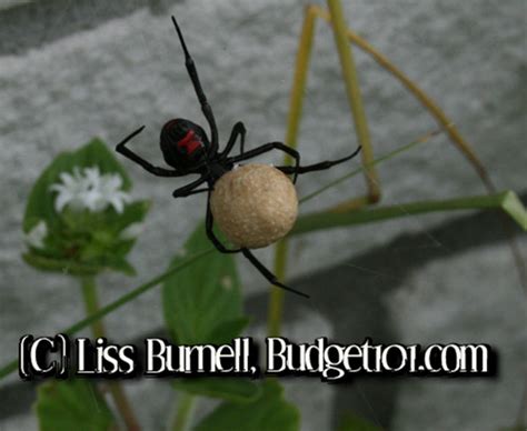 Black widow spider bites rarely kill people, but it's. Spider Repellent | Natural Black Widow Spray | DIY Spider ...