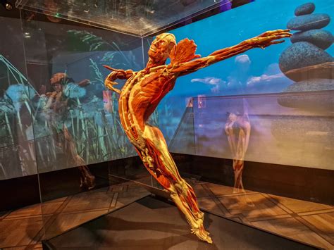 Body Worlds Wystawa Ludzkich Ciał Od Poczęcia Człowieka Aż Po Jego