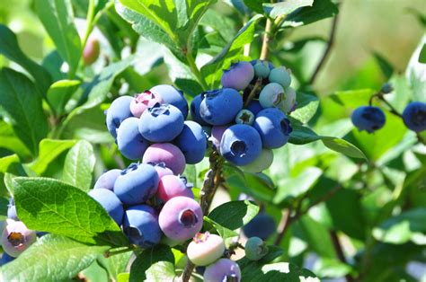 Citrus reticulata is valued for flavorful fruit that is easier to peel and less messy to eat. Red Fire Farm » The Farmer's 7 Step Guide for Growing the ...