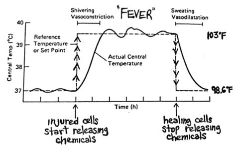 Fever Theres More To It Open Health Clinic