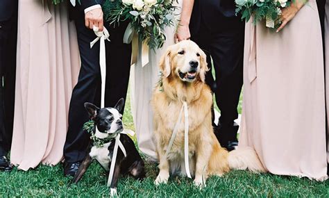 💍 15 Best Dog Wedding Ideas To Include Your Dog In Your Wedding Marc
