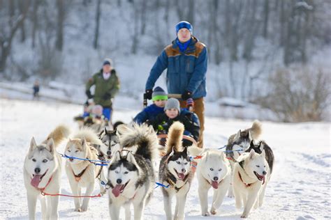 Moscow Dog Sledding Tour In Russian Nature Tsar Visit Visit