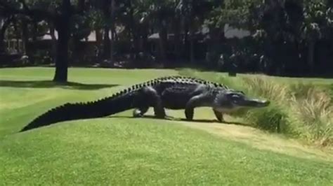 Giant Alligator Walks Across Florida Golf Course Youtube
