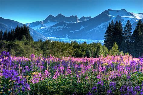 Alaskan Fireweed Mendenhall Glacier Alaska Photography Beautiful