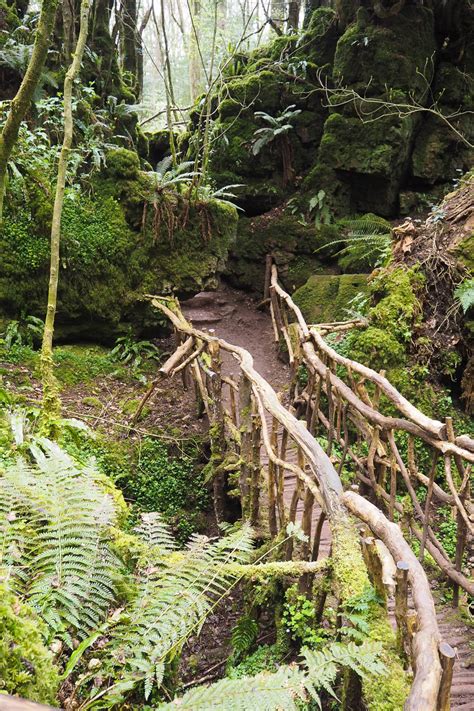 The Magical Ancient Woodland Of Puzzlewood Melissa Jane Lee