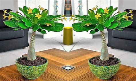 Tra le piante da interno fiorite più resistenti e facili da tenere e. Piante da appartamento con fiori - Idee Green