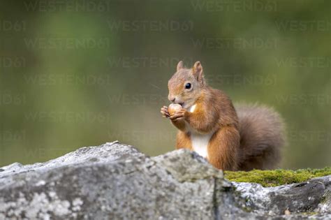 Eurasian Red Squirrel Sciurus Vulgaris Feeding On Nut Stock Photo