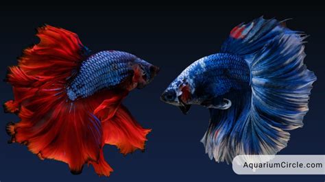 Why Do Betta Fish Fight 8 Reasons Behind The Aggression Of These