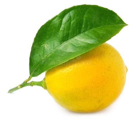 Lemon With Leaf Isolated On White Stock Photo Image Of Bunch Foliage