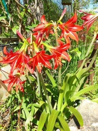 Use them alone in a vase as a centerpiece for your table or intersperse them amongst real flowers in an arrangement for a splash of variety. St. Joseph's Lily, St. Joseph's Hardy Amaryllis, St ...