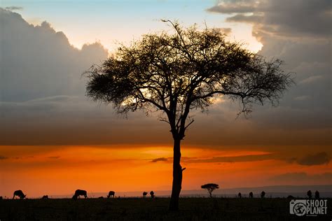 Wildebeest And Acacia Tree Sunset Masai Mara Kenya Shoot Planet