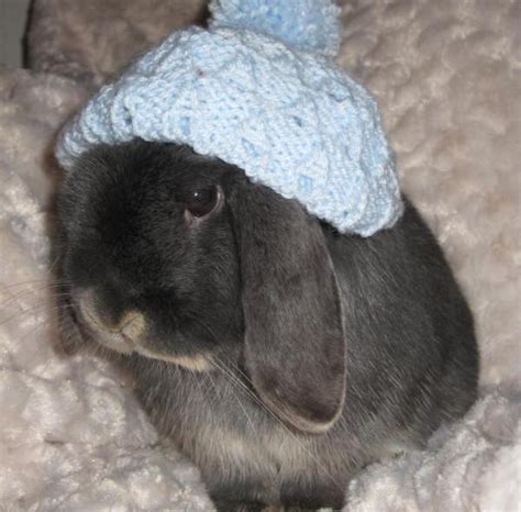 Cuteness Overload Bunnies With Hats Gallery 20 Photos