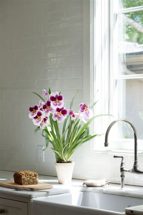 10 Things Nobody Tells You About Orchids Gardenista Indoor Orchids