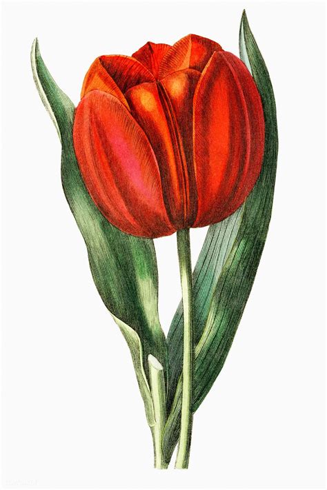 Vintage Gesners Tulip Branch For Decoration Premium Image By
