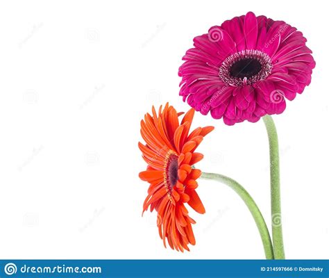 Two Gerbera Daisy Flowers Isolated On White Background Bouquet Of Two