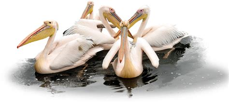 Pelican Png Images Transparent Free Download Pngmart