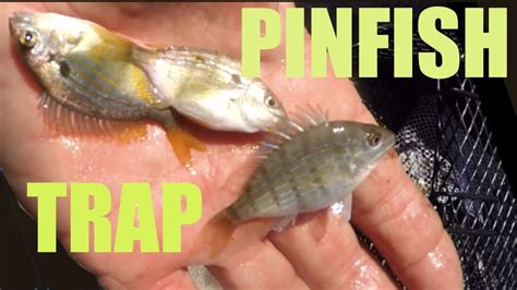 Catching Pinfish With A Baitfish Trap And Sabiki Rig Youtube
