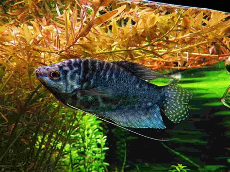 Zoals de meeste labyrinth vissen zoals de dwerggoerami maken een schuimnestje van kleine luchtbelletjes. Blauwe Spat - Trichogaster Trichopterus 'Cosby'* - Aqua ...