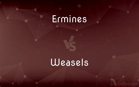 Ermines Vs Weasels — Whats The Difference