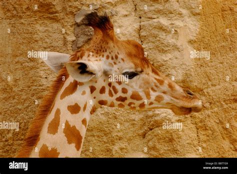 Nigerian West African Giraffe Giraffa Hi Res Stock Photography And