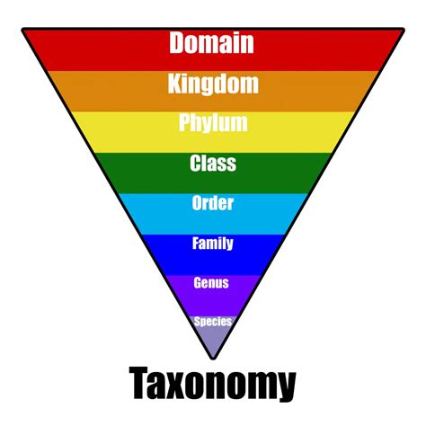 Scientific Taxonomy Chart Made Easy Google Search Charts Diagrams