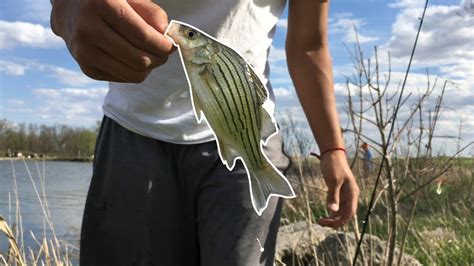 Yellow Bass Fishing in Iowa 2020 - YouTube