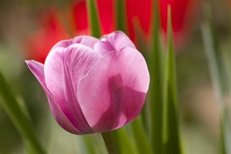 Most of the time, the weather will take care of this plant for you. Try these tulip tricks to enjoy 6 weeks or more of bloom time next spring - St George News