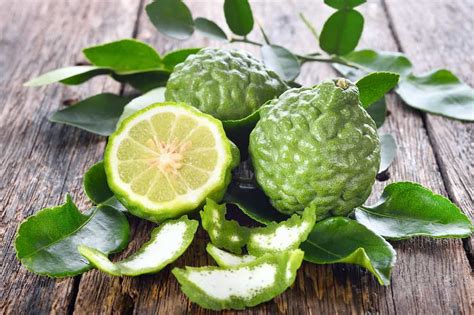 Growth wise it is doing great, new shoots. Kaffir Lime - Useful Leaves and Fruit with Offensive Name
