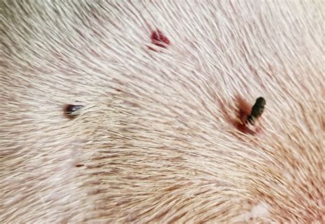 Can You Use Human Skin Tag Removal On Dogs