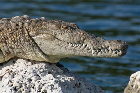 Free Images Water River Shoreline Wildlife Macro Reptile Fauna