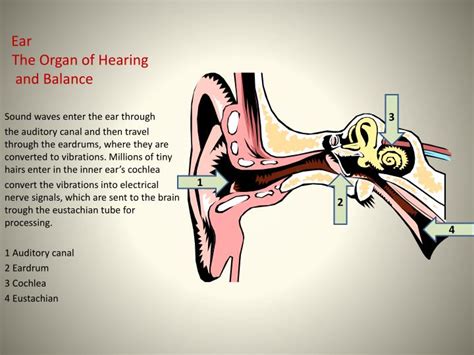 Ppt Ear The Organ Of Hearing And Balance Powerpoint Presentation
