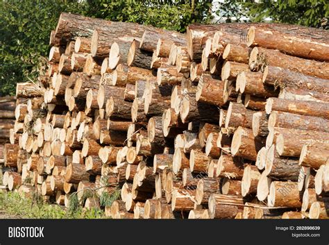 Wooden Logs Pine Woods Image And Photo Free Trial Bigstock