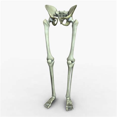 Human Leg And Pelvis Bones 3d Model Cgtrader