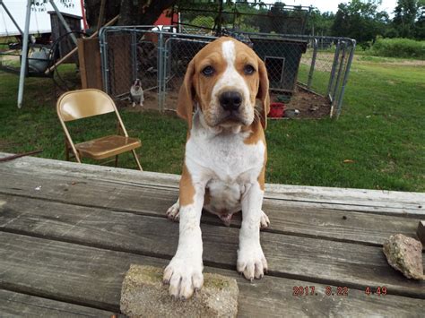 The english coonhound was first registered by ukc in 1905, under the name of english fox (entries in puppy class are not to be eliminated for being undersize.) English Coonhound Puppies For Sale | Hocking County, OH #208374