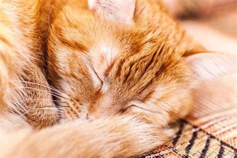 Red Cat Asleep Stock Image Image Of Sleep Kitty Tail 85985403
