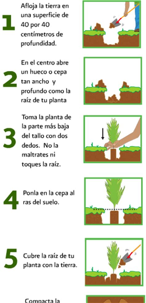 Medio Ambiente Tutorial Como Plantar Un árbol