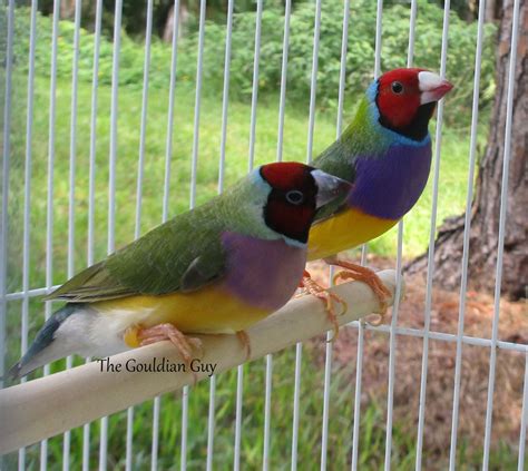 green back lady gouldian finch the gouldian guy gouldian finches