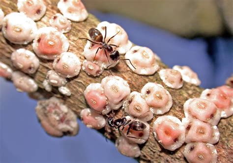 Although ant colonies tended more scales at drier sites, ants did not increase their own fitness at the tree's if ants are directly water stressed, they might tend more scales to obtain water at drier sites. File:Dorymyrmex brunneus ants tending scale insects for ...