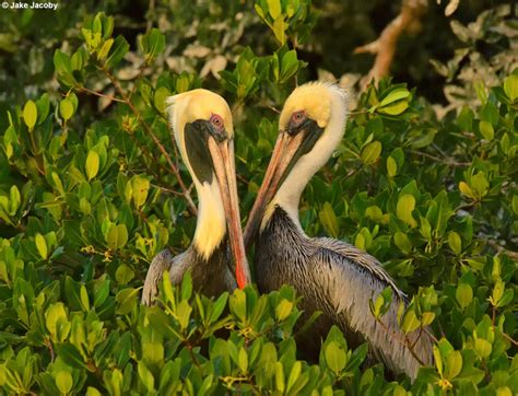 The new orleans pelicans are an american professional basketball team based in new orleans. Bird Species Spotlight: Brown Pelican