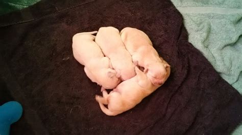 The golden retriever is one of the most popular dogs in america and is a popular breed in many parts of the world. Puppies for Sale in Eugene, OR 97401 - Baby Golden Retrievers for Sale