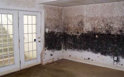 The best way to avoid mold is to make it feel unwelcome. American Restoration Specialists | Waterproofing | Mold ...