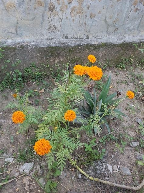 101 Gambar Bunga Warna Orange Terbaik - Gambar Pixabay