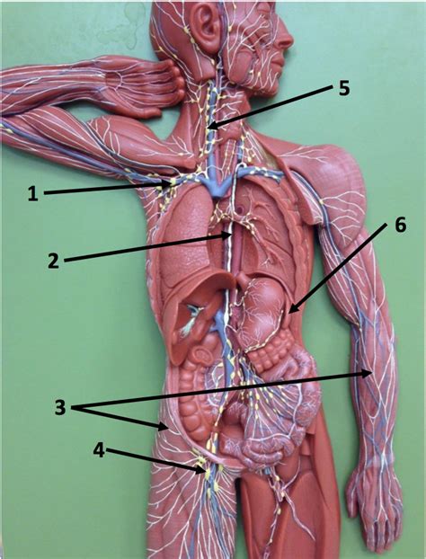 Lymph Nodes Lymph Man Model Diagram Quizlet