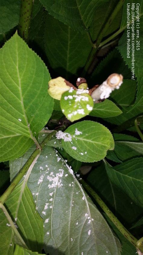 I planted it with a metal trellis across the i planted a climbing hydrangea about 6 or 7 years ago to the side of our front door. Garden Pests and Diseases: Flaky white stuff on hydrangea ...